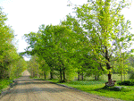 maple-hill-small02